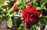 Red Riding Hood - Fairy Tale rose photo