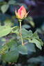 Confidence rose photo