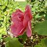 Duet rose photo