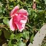 Duet rose photo