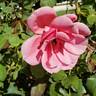 Duet rose photo