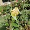 Chablis rose photo