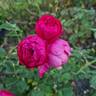 Empereur Charles IV rose photo