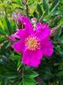 Perchoir des mésanges ® rose photo