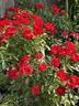 Cayenne rose photo