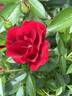Cayenne rose photo