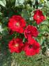 Cayenne rose photo