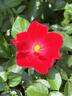 Cayenne rose photo
