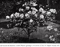 Caroline Testout rose photo