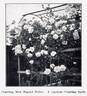 Climbing Madame Segond Weber rose photo