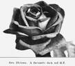 George Dickson rose photo
