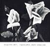 Joseph Hill rose photo