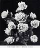 White Maman Cochet rose photo