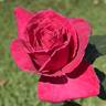 Sweet Sarah rose photo