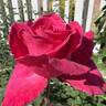 Sweet Sarah rose photo
