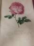 La Reine rose photo