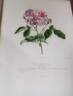 Panachée Double rose photo