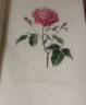 Gloire de Paris rose photo