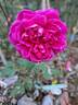 James L. Austin rose photo