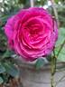 Kaffe Fasset ™ rose photo