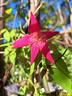 <i>Rosa chinensis</i> sanguinea rose photo