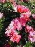 Eye Shadow rose photo