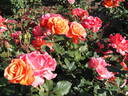 Tuscan Sun ™ rose photo