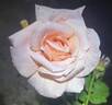 Champagne rose photo