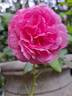 Kaffe Fasset ™ rose photo