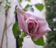 Pacific Blue rose photo