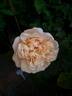 Edith rose photo