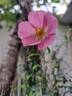 Rigo Fortuna rose photo