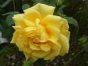 Golden Gate rose photo