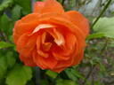 Super Trouper rose photo
