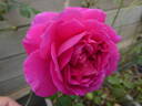 Gabriel Oak ™ rose photo
