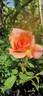 Bojangles rose photo