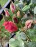 Lavender Pinocchio rose photo