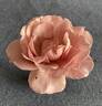 Lavender Pinocchio rose photo