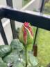 Stainless Steel ™ rose photo