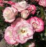 KO 10/7483-03 rose photo