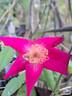 <i>Rosa chinensis</i> sanguinea rose photo