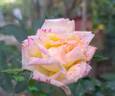 Little Sunset rose photo