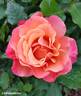 Tuscan Sun ™ rose photo