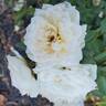 Bridal Sunblaze ® rose photo