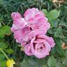 Pam's Choice rose photo