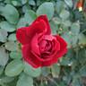 Black Lady ® rose photo