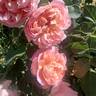 April Love ™ rose photo