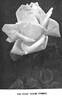 Everest rose photo