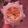 New Day rose photo