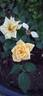 Y2K ™ rose photo